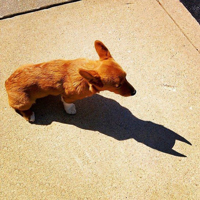 Cachorro do Batman.