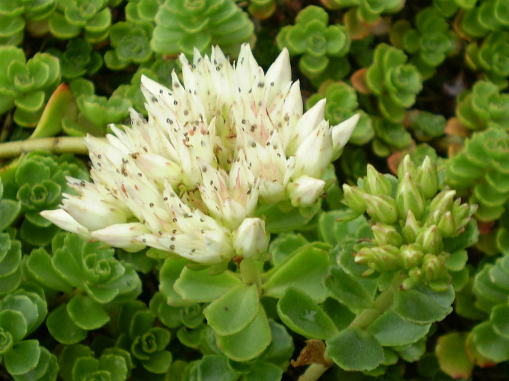 Erva-pinheira caucasiana (Sedum spurium) para as moas, abraos para os amigos, boa semana a todos!