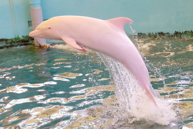 Este golfinho do Museo de Baleias de Taiji fica rosa quando est triste ou nervoso.