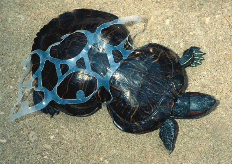 O plástico está causando estrago na biodiversidade.