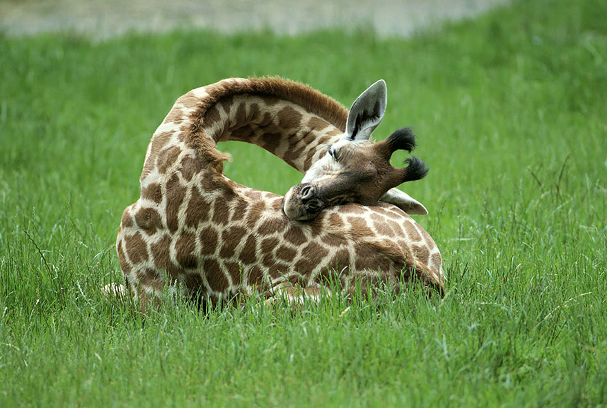 Como as girafas dormem.