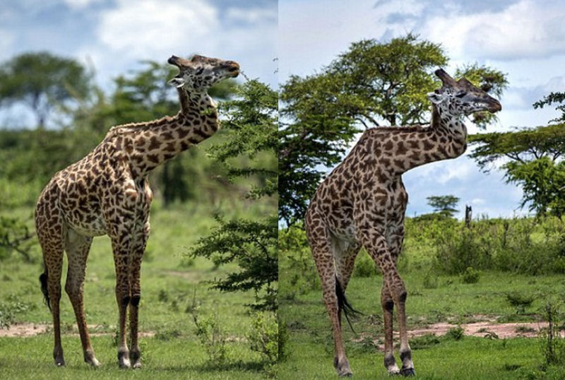 H cinco anos, esta girafa qubrou o pescoo ao lutar brutalmente contra outra para impressionar uma fmea e sobreviveu para contar a histria.
