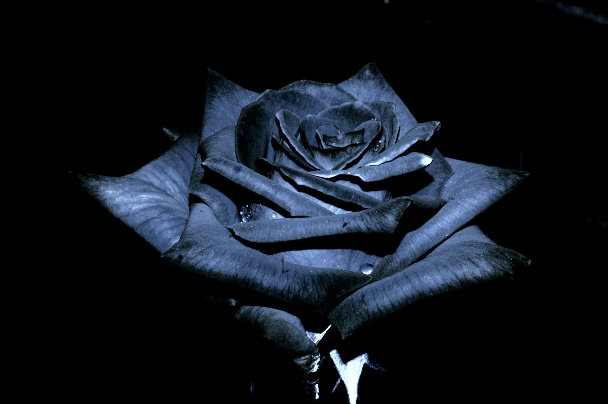 Rosa Negra de Halfeti para as moas, abraos para os amigos, boa semana a todos!