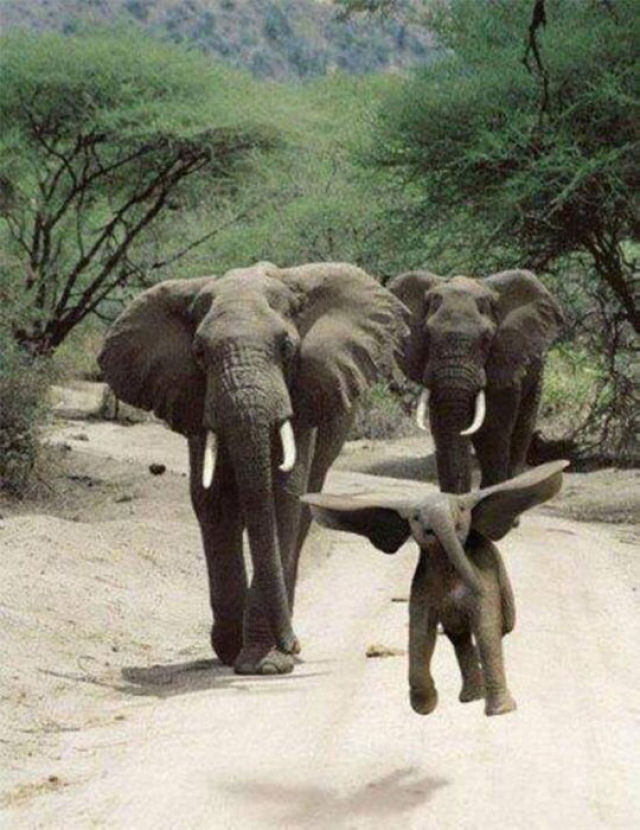 Quem disse que elefante não consegue saltar?