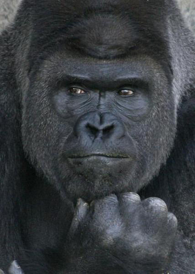 Shabani, o gorila charmoso.