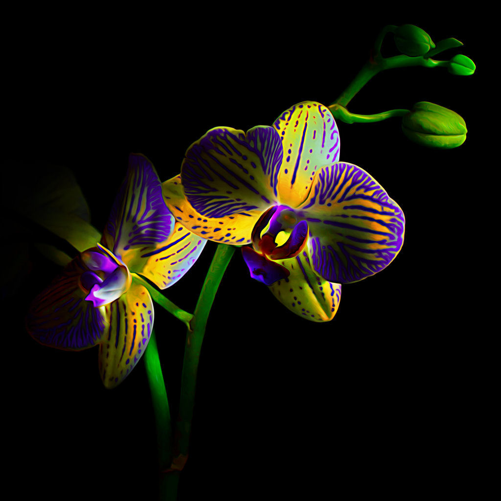 Orquídea (Orchidaceae) para as moças, abraços para os amigos, boa semana a todos!