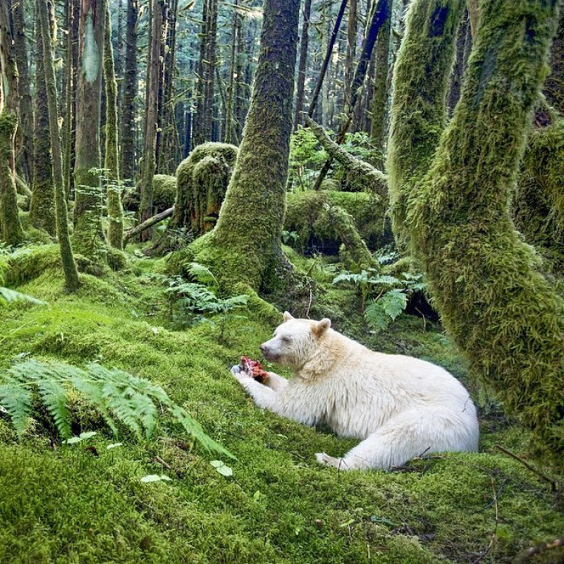 Um urso de Kermode indescritvel e raro, conhecido como Urso Fantasma.