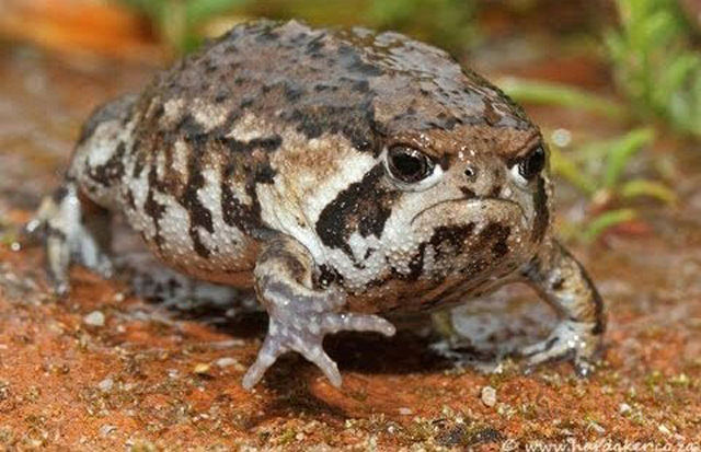 Grumpy frog.