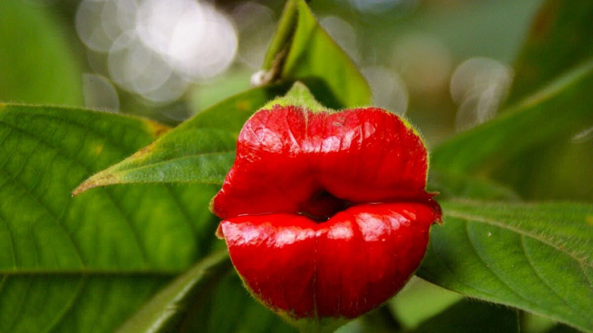 Lábios de puta (Psychotria elata) para as moças, abraços para os amigos, boa semana a todos!