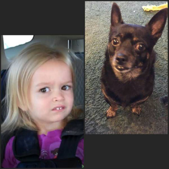 A Chloe agora tem um clone canino.