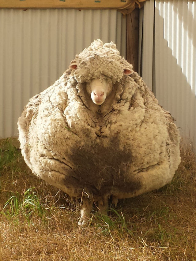 Isso  o que acontece quando uma ovelha fica cinco anos sem ser tosada.