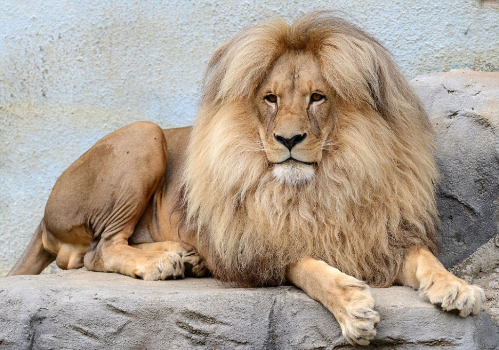 Leon o leão é um pouco vaidoso. Ele gosta de mostrar sua juba aos visitantes no jardim zoológico de Usti nad Labem, na República Checa