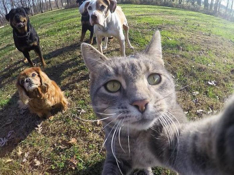 Selfie animal.
