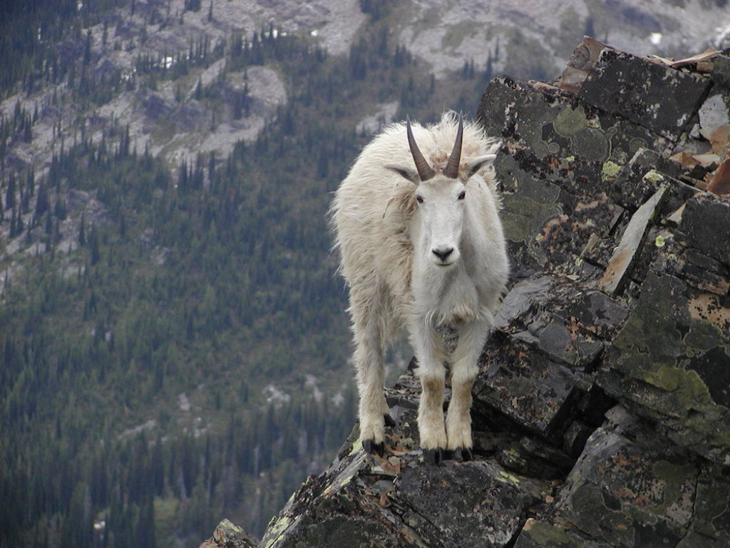 Uma cabra de montanha. Estes animais desconhecem totalmente o significado da palavra vertigem.