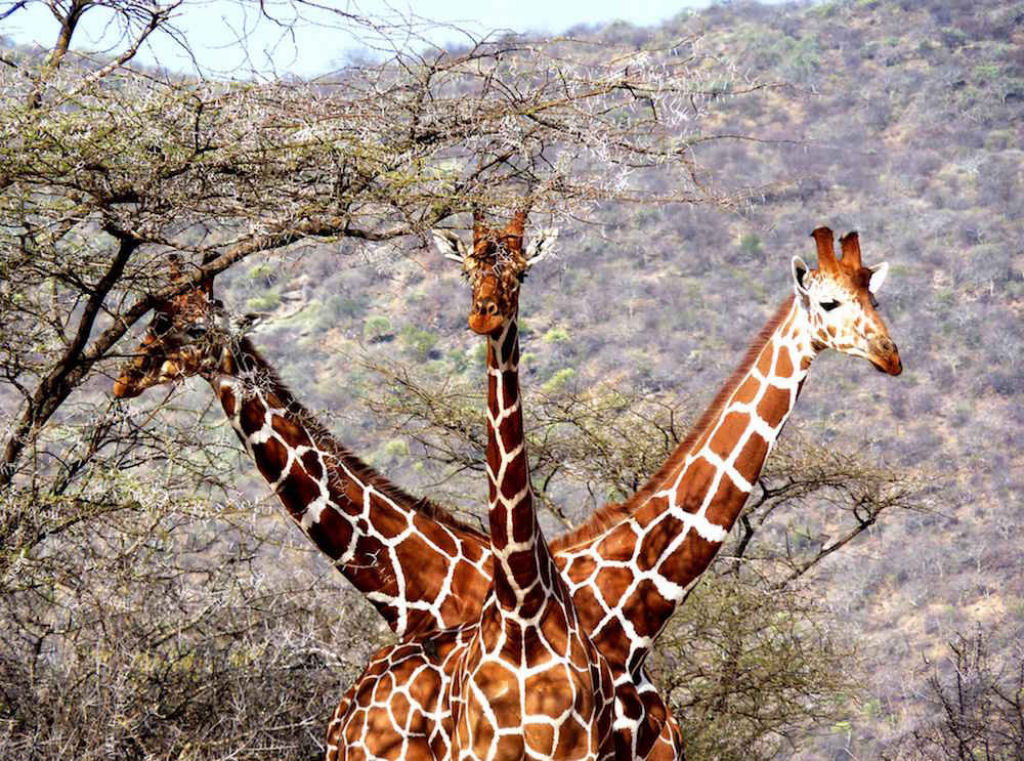 Foto no momento adequado, a girafa de 3 cabeas.
