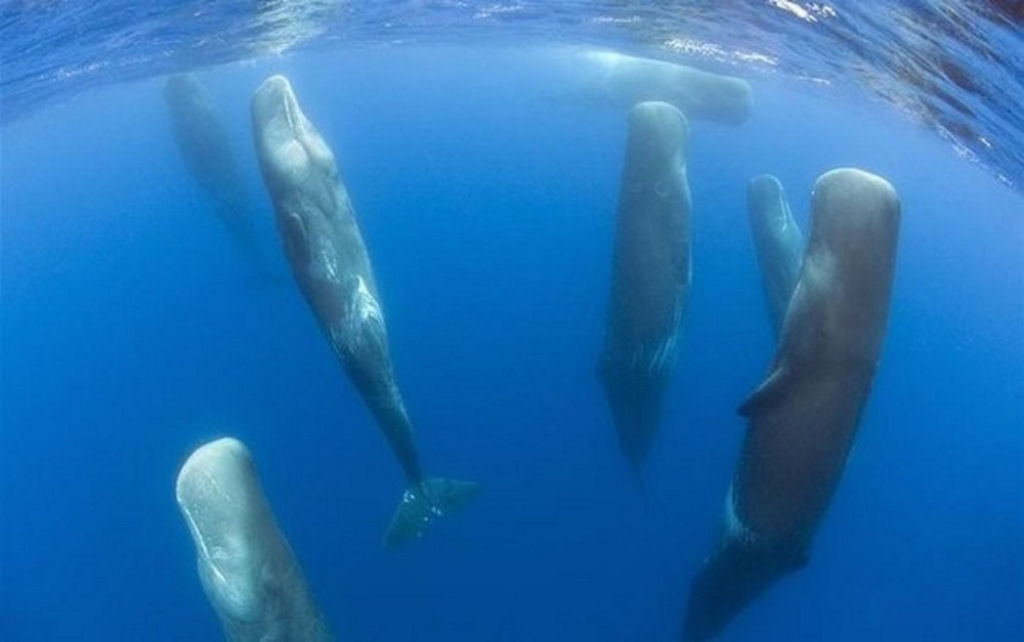 Assim dormem algumas baleias.