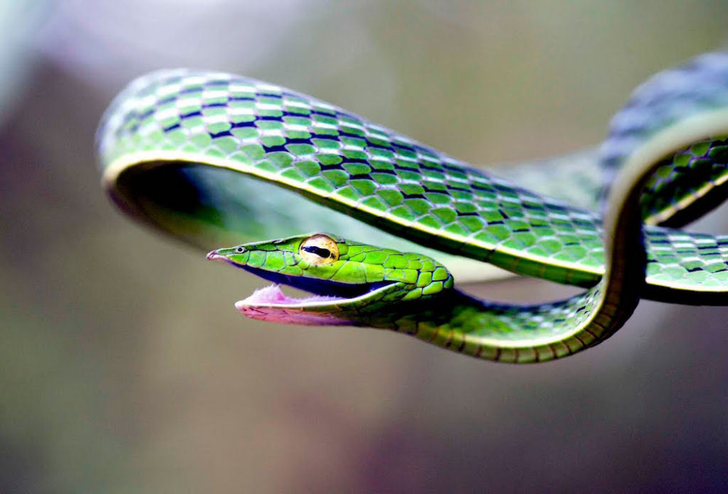 Uma serpente com uma cor verde impressionante.