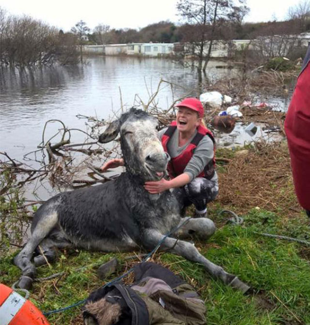 Este burro no conseguia parar de rir depois de ser resgatado de uma inundao.