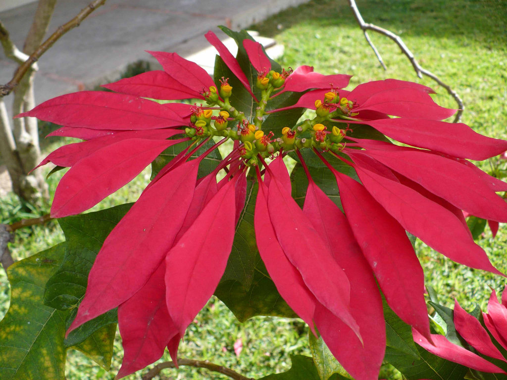 Flor-do-Natal (Euphorbia pulcherrima) para as moas, abraos para os amigos, boa semana a todos!