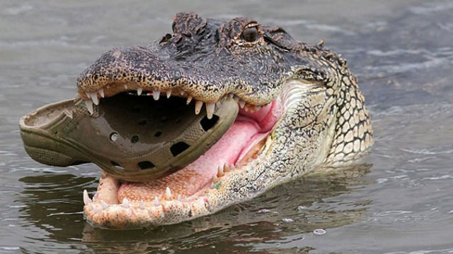 Um croc mastigando um croc.