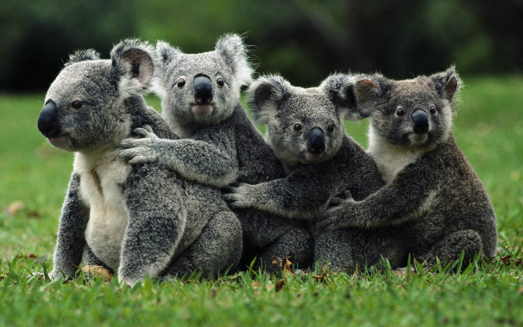 As impresses digitais dos coalas so idnticas  dos seres humanos.