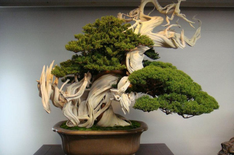 Esta rvore bonsai tem cerca de 800 anos.