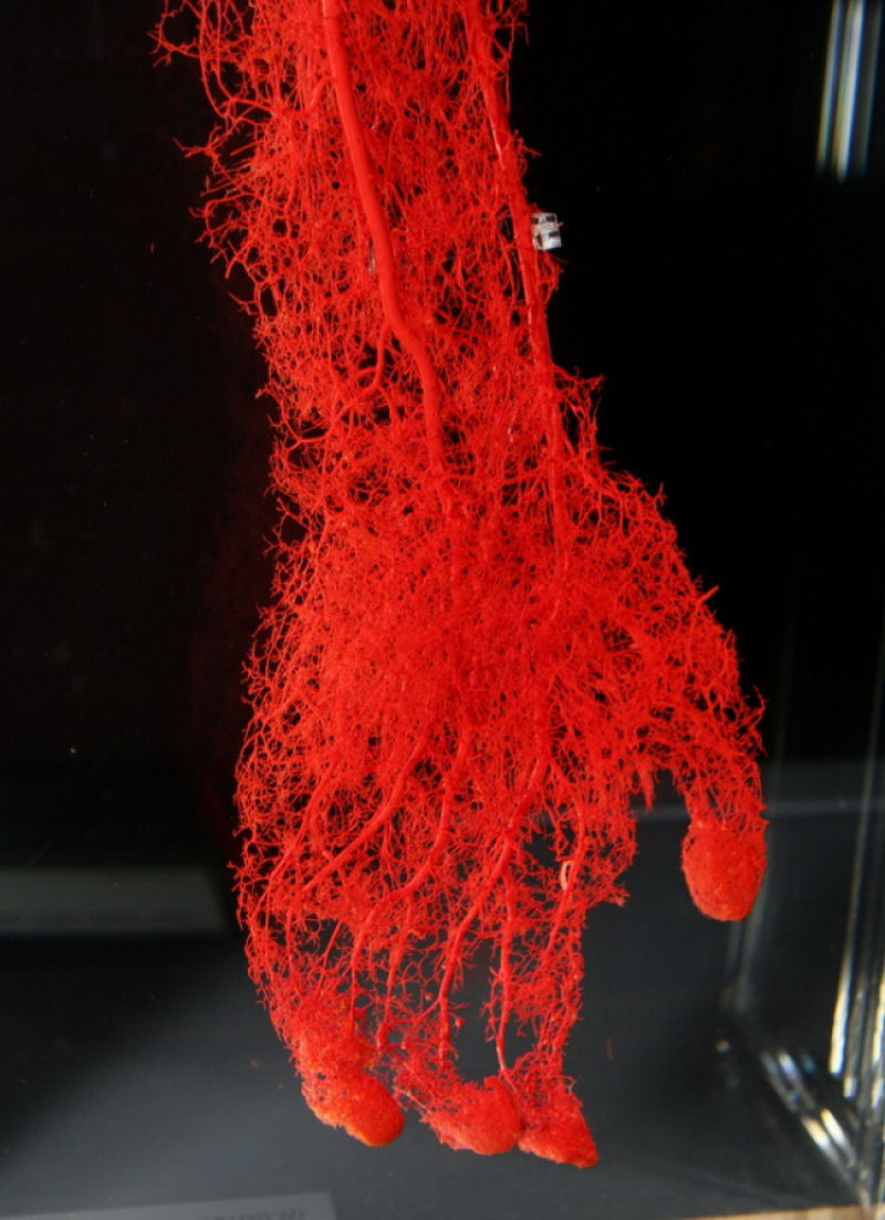 Os vasos sanguneos em uma mo.