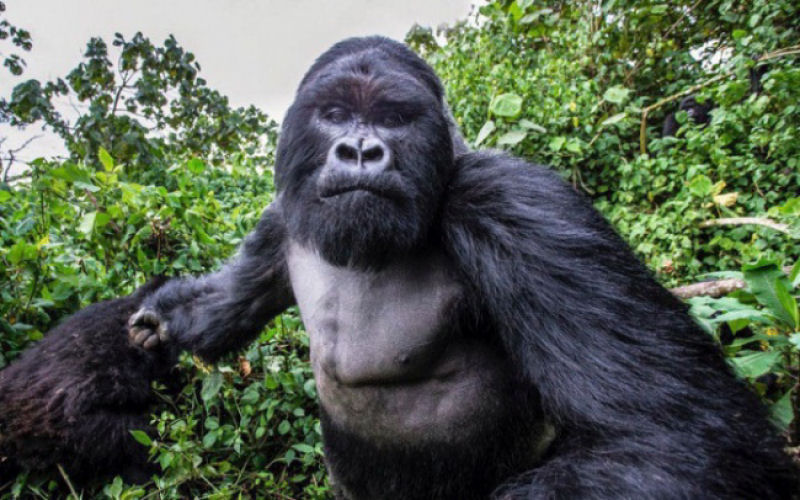 Cmera capturou gorila um segundo antes de ser quebrada pelo animal poderoso.