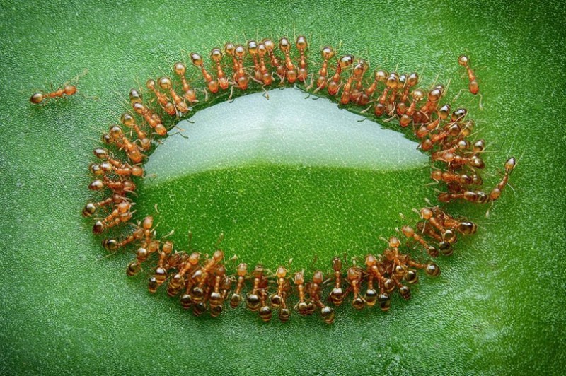 Formigas bebendo gua de uma gota.