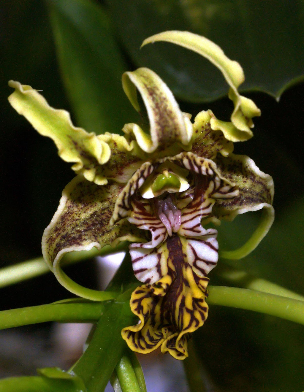 Flor-aliengena (Dendrobium spectabile) para as moas, abraos para os amigos, boa semana a todos!