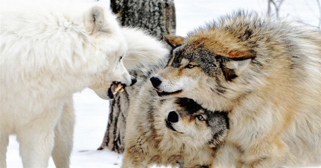 A loba se esconde sob o macho. Lobos não atacar fêmeas, e ela sabe disso. Por que ela se esconde, então? Ao fazer isso, a fêmea engenhosa protege a garganta de seu parceiro contra um ataque.