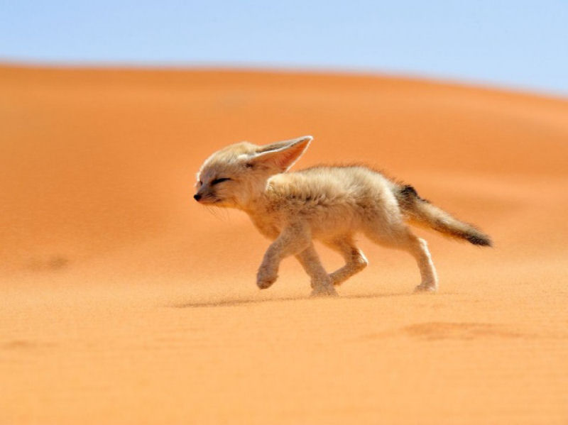 O feneco, a raposinha que habita o deserto do Saara e da Arábia. - Francisco Mingorange.
