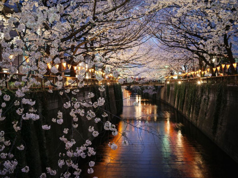 Nakameguro, Tóquio é um dos lugares mais famosos para admirar as cerejeiras que florescem no meio da cidade. - Giovanni Pascarella.