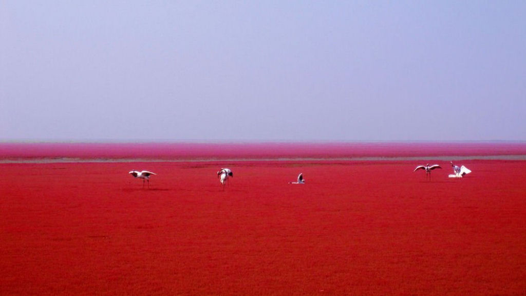 Praia Vermelha em Panjin, China. - Kirsten Wong.