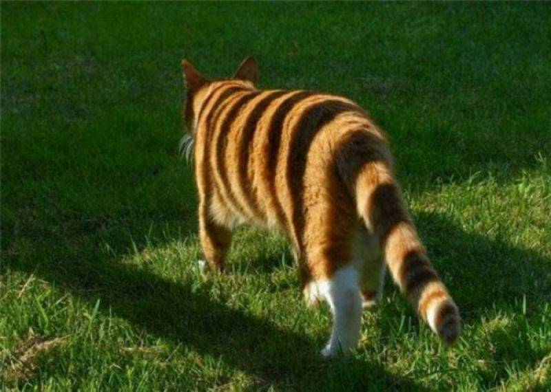 Cada gato é a sombra de um tigre.