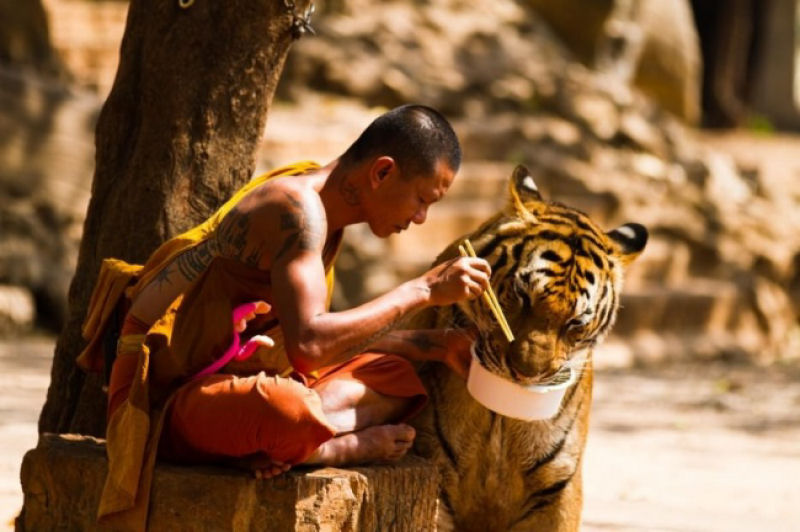 Monge compartilha sua refeio com um tigre. - Wojtek Kalka