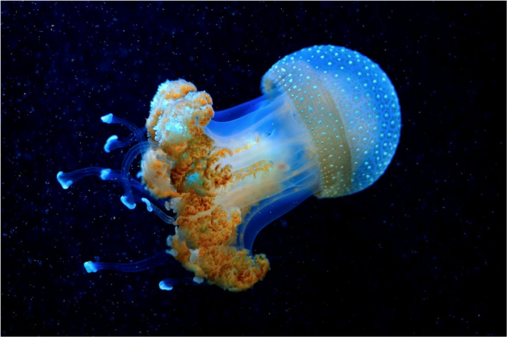 Surpreendente medusa de guas profundas. - Josef Gelernter
