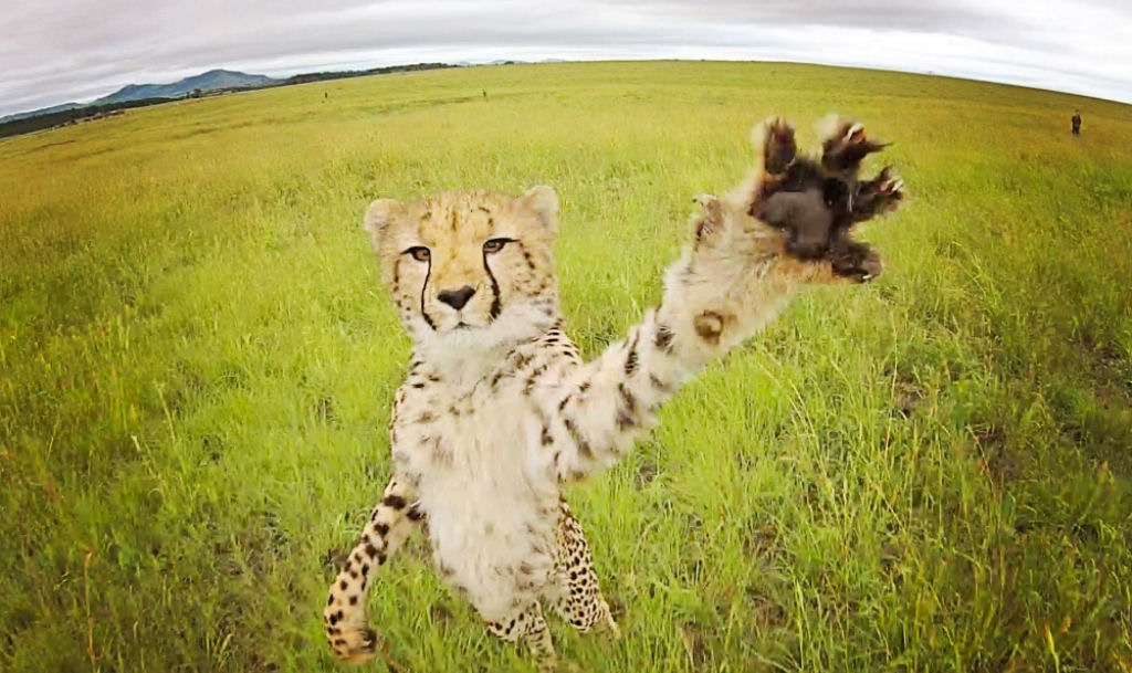 Este guepardo queria pegar o drone que o gravava.