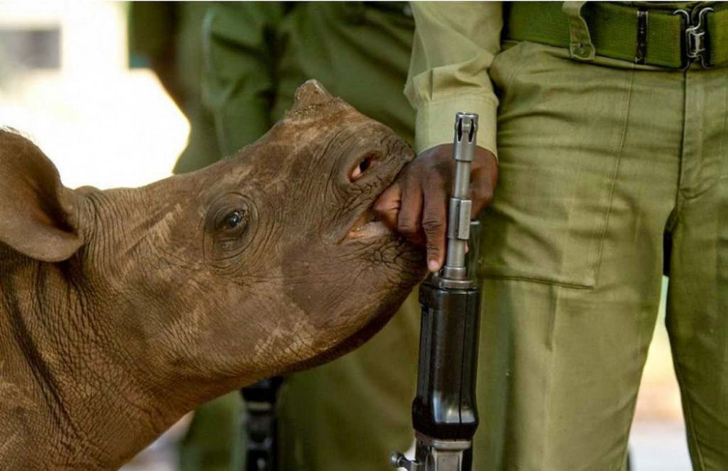 Um pequeno rinoceronte negro e seu protetor. Alguns lugares habitados por rinocerontes negros tm guarda armada para proteg-los dos caadores furtivos. Os animais tratam aos soldados como membros de sua famlia.