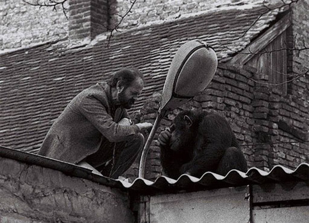 O diretor do zoolgico de Belgrad (Rssia) tenta convencer Samy, um dos novos chimpanzes a regressar ao zoo. 1988. Segundos depois o animal foi para o colo do homem, que semanas mais tarde criou um santurio natural para esses animais.