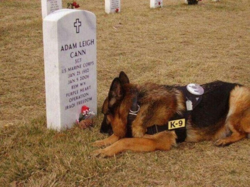 Co triste espera sobre a sepultura de seu dono, Adam, que morreu no campo de batalha. O preo da paz de certas pessoas.