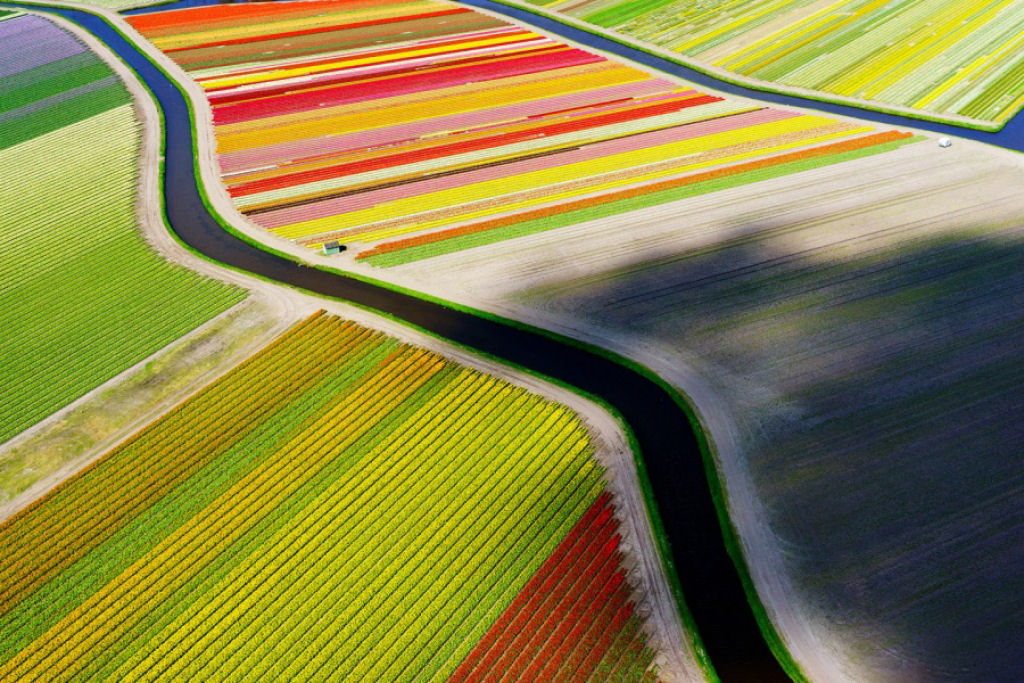As cores marcantes dos campos de tulipas. Por Anders Andersson.