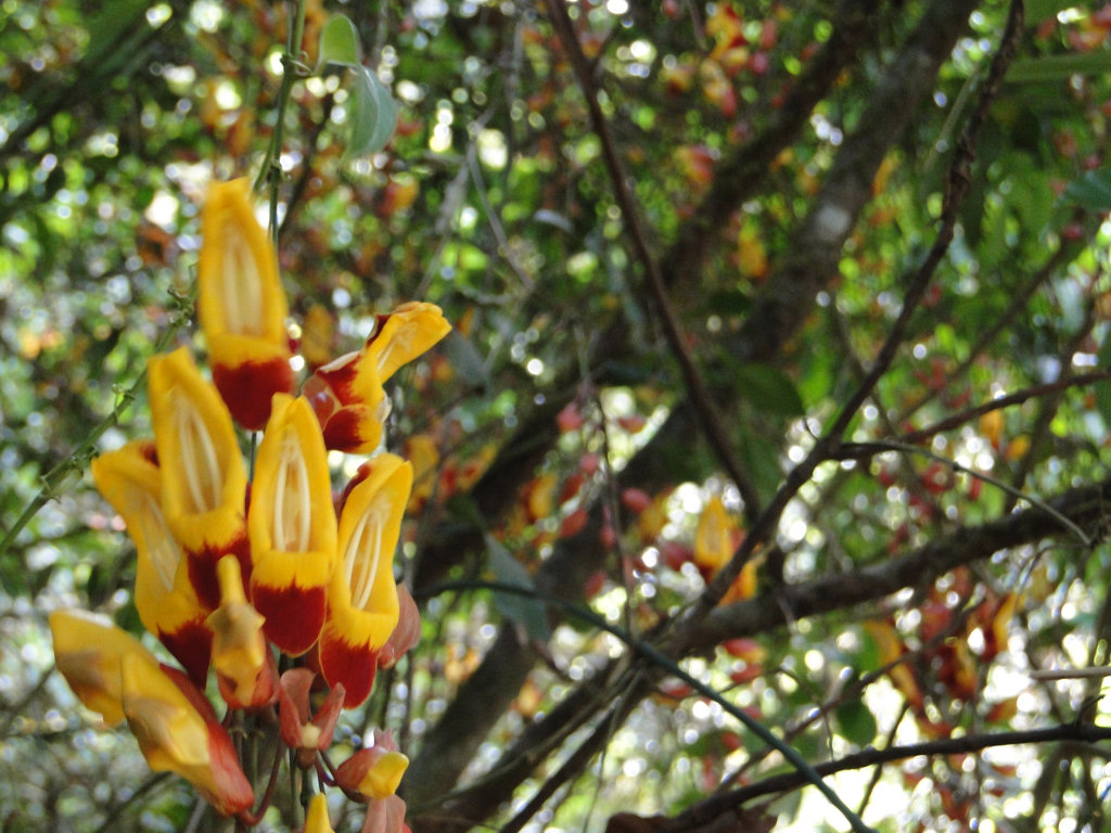 Sapatinho-de-judeu (<i>Thunbergia mysorensis</i>) para as moas, abraos para os amigos, boa semana a todos!