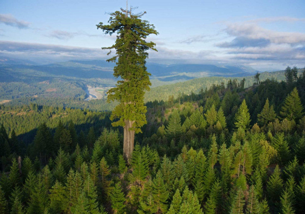 Hyperion, a rvore mais alta do mundo. 115 metros de altura, e cerca de 700-800 anos de idade.