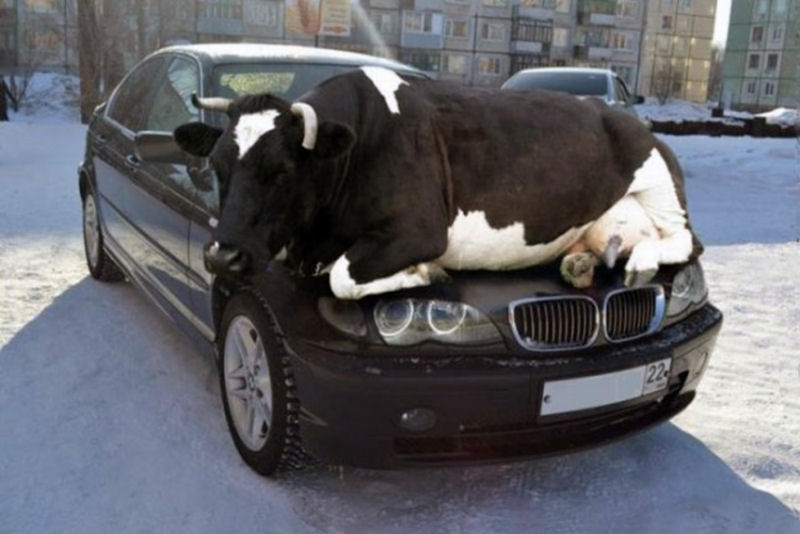 Enquanto isso na Rssia: em poca de frio o calor dos carros atrai os animais.