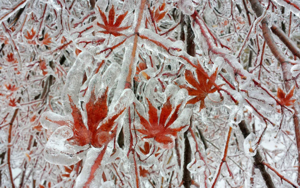 rvore depois de uma tempestade de gelo em Toronto, Canada.