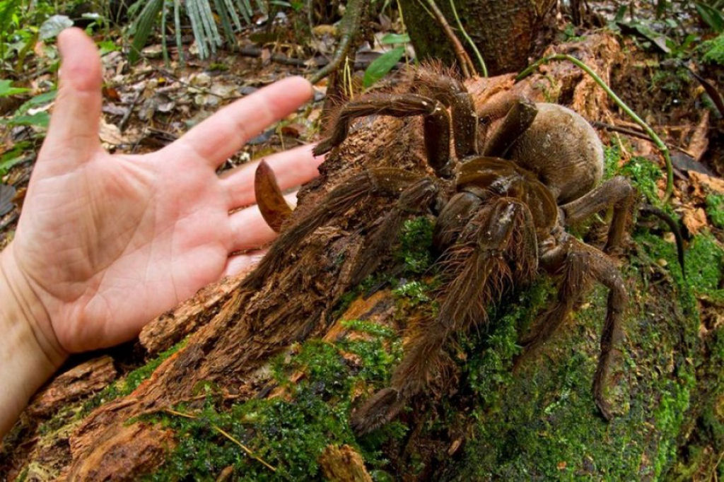 A maior aranha do mundo.