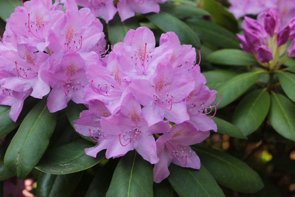 Rododendro (Rhododendron) para as moas, abraos para os amigos, boa semana a todos!