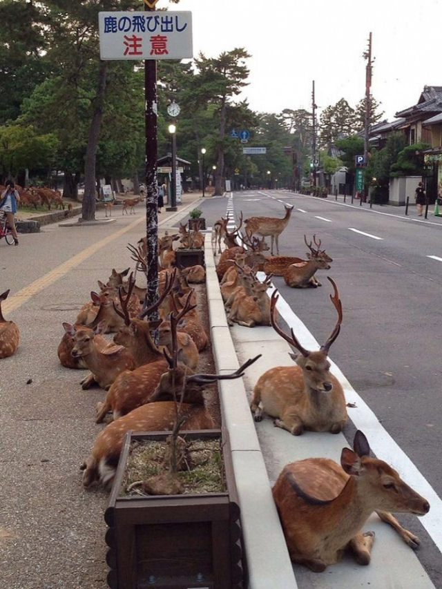 Na cidade japonesa de Nara há cervos em vez de cães e gatos.