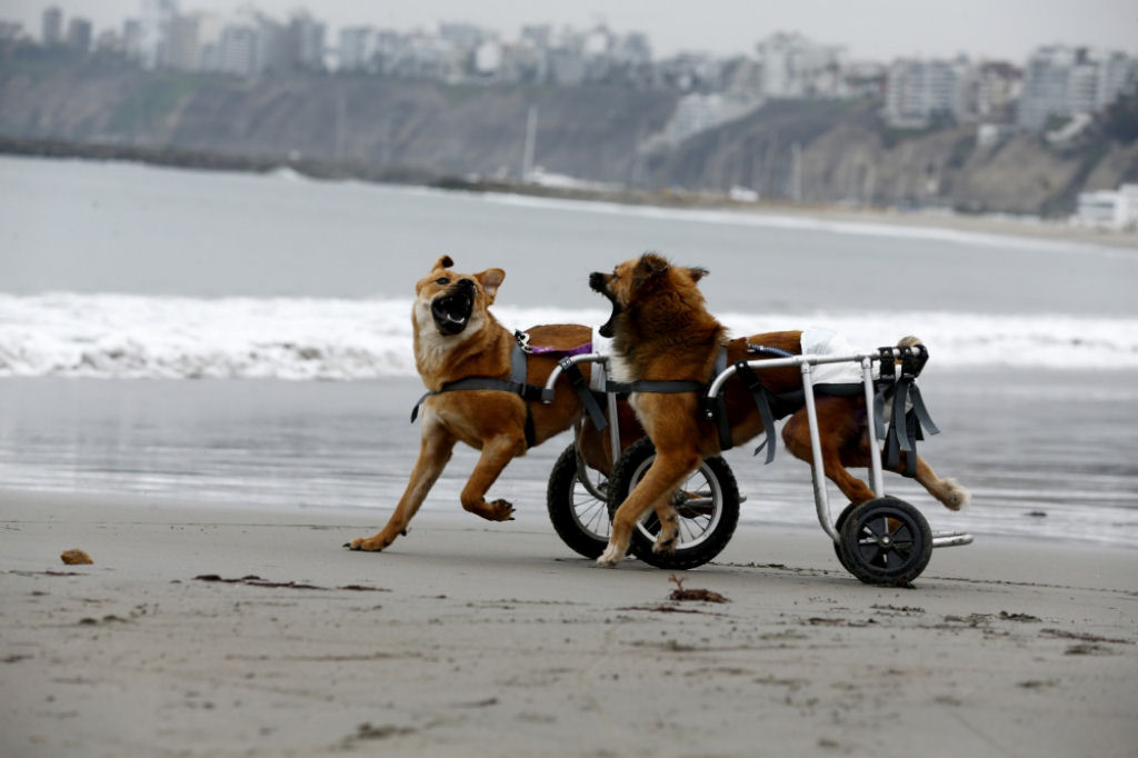 Estes dois cães novamente puderam correr e desfrutar da vida como antes.